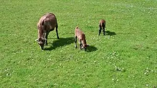 Cameroon Sheep - with Lambs