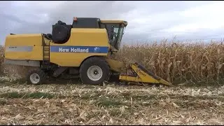 TC 5070 İLE DANELİK MISIR HASATI // Hasat videoları