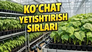 Ko’chat yetishtirish sirlari