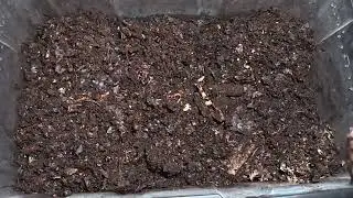 Natural Bedding Bin Large Feeding #wormswithrick #vermicomposting 