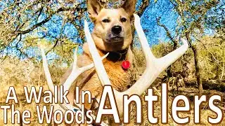 Walking the Woods Deer Skull & Antlers