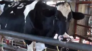 Dairy in Israel