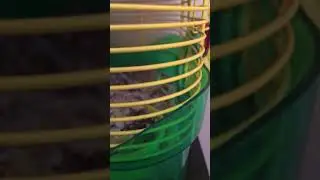 *hamster noises*