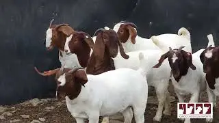 Meet Our Team at Karoo Livestock Exports
