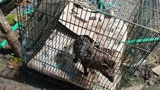 kasih makan pagi ke burung sama musang rase...