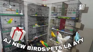 Aj New pets la ayy