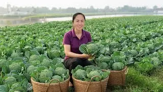 TIMELAPSE: Harvest Broccoli &ndash; From Field to Basket, A Journey of Freshness