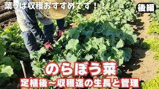 のらぼう菜【後編】苗定植後～葉っぱ収穫迄｜春を待たずに収穫開始！｜繰り返し長期間収穫　2025年10月7日　10月17日　10月31日　11月17日