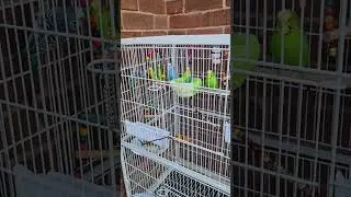#birds #birdsounds #budgies #parakeet #parakeetbird #parakeetsounds