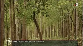 Inde : à la découverte des mystères du bois de Santal