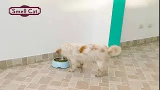 Smellcat safecat