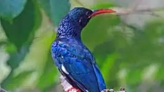hoopoe bird 2015 latest documentary