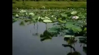 20100520風中的荷塘.wmv