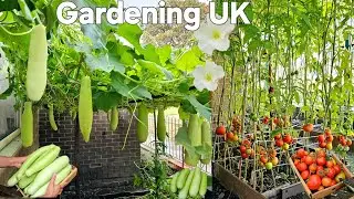 Gardening UK! Amazing Organic Kitchen Garden at Home UK | tomatoes and bottle gourd vertical garden