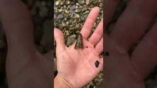 INSANE Florida Fossil Hunt!