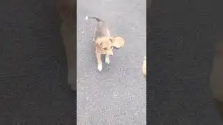 dogs action❤🔥 #viral #ytshorts # shorts #sad #vlog #funny #cute