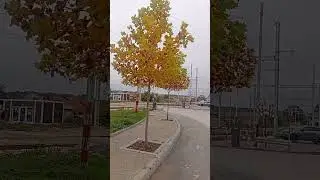 #autumn #trees #Hitrino #village #Bulgaria