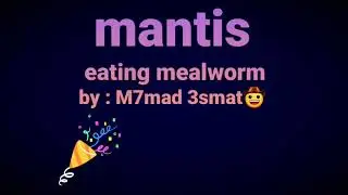 giant African mantis (Sphodromantis viridis) eating mealworm🐛🐛