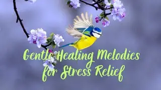 Gentle Healing Melodies for Stress Relief