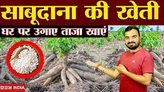 साबूदाना की खेती | sabudana plant |Sabudana ki kheti | How to make sabudana at home | Tapioca plant