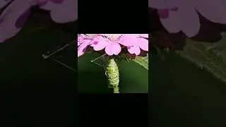Amazing transformation #animallovers #animation #nature