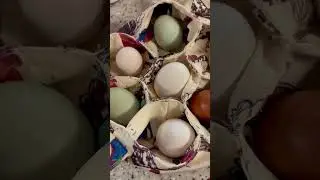 Egg Collection Monday!  It&rsquo;s an Easter Basket!