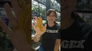 How Big Do Crested Geckos Get?