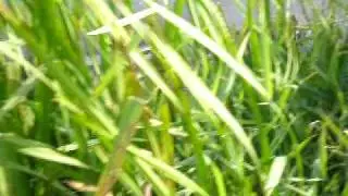 harry swims in longford river