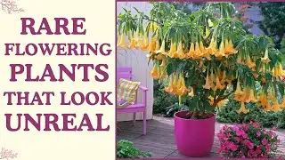 12 Rare Flowering Plants That Look Unreal