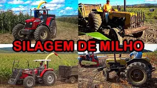 TRATORES MF 4292 NA JF C120 E MF 4275 NA NEW PECUS COM VALMET 85 E 65 ID PUXANDO | SILAGEM DE MILHO
