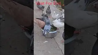 Feral pigeons ( Indian Rock Doves) is drinking water, #birds #animals #insects ##reptiles #nature