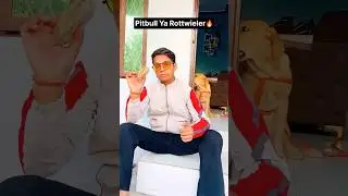 Shadow Ka Dost Pitbull Ya Rottwieler🔥Part~3 #vlogs #viral #dogs #rottweiler #puppy