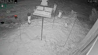 2025-12-23 - Day - Friends of Alta - Alta, UT - Live Stream Bird Feeder Cam (FiRN)