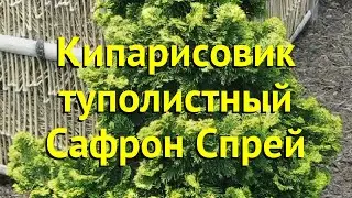 Кипарисовик туполистный Сафрон Спрей. Краткий обзор, описание chamaecyparis obtusa Saffron Spray