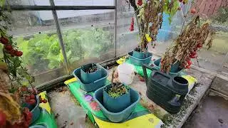 The tomatoes have stopped growing