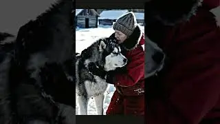 ❄️💔 I Found A WOLF-DOG Frozen & Alone! #dogrescue #alaskanmalamute #transformation