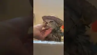 Cat wearing hat taking bath