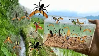 Hunting Top Spider In The River !! 5 Different Type Of Spider