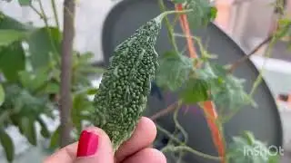 Sunday Garden Harvest || Lets make a healthy lifestyle with kitchen gardening || My Happy Garden