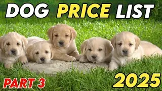 Dog price List in India 2025 | Dog price list
