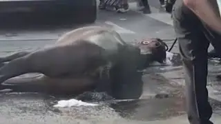 Carriage Horse Collapses on Manhattan Street | El Minuto (English)
