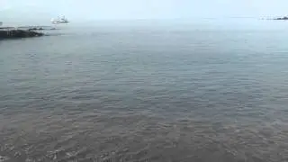 Sea Lion chases a shark onto the beach in Galapagos Islands