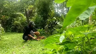 Simple life in the mountainous countryside of Tana Toraja, Sulawesi, Indonesia