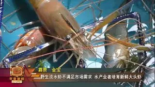 【霹雳督亚冷盛产驰名淡水虾 水产业者引进养殖场解决供应问题】