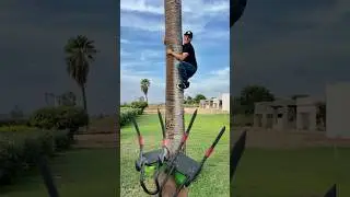 Con estos puedes escalar cualquier &aacute;rbol