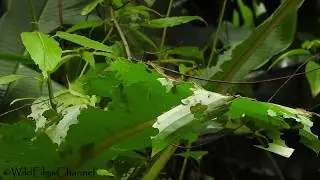 Zompopas, Hormigas cortadoras de hojas, Leafcutter Ants (Atta cephalotes)