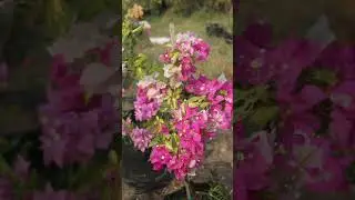 Some moments of plants #new #lifeisbutadream #trending #nature #flowers #blooming #floralbliss