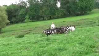 SPEED border collie de 11 mois apprentissage des ordres de base (mots plac&eacute;s sur des actions).