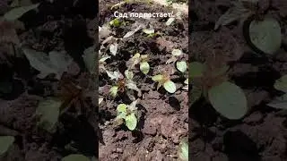 Молодой сад, подрастает! Продолжаю создавать нам красоту на пустыре ! Все шаги перемен на канале 🔆