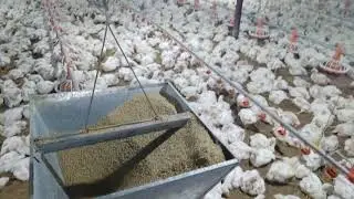 Auto feeding system Ec farming